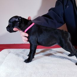 Girl 3 - Staffordshire Bull Terrier puppy in Standish, Maine from Noumenon Staffords