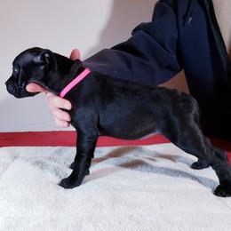 Girl 3 - Staffordshire Bull Terrier puppy in Standish, Maine from Noumenon Staffords