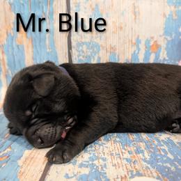 Mr Blue - Black male Labrador Retriever puppy in Lebanon, Pennsylvania from Robertson's Retrievers and Doodles