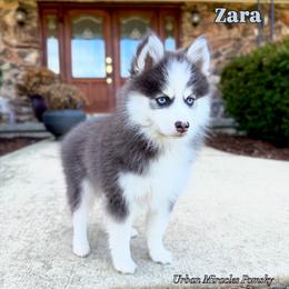 Zara - Blue female Pomsky puppy in Campton Hills, Illinois from Urban Miracle’s