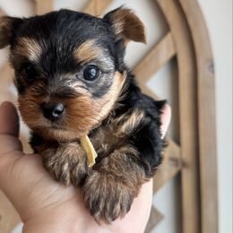 Latte - Black and tan male Yorkshire Terrier puppy in Columbus, Ohio from Elaine’s Yorkies