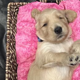 Dark blue boy - Cream Goldendoodle puppy in Pioneer, California from Poppy’s Precious Goldendoodles