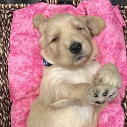 Dark blue boy - Cream Goldendoodle puppy in Pioneer, California from Poppy’s Precious Goldendoodles
