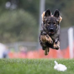 German Shepherds from Alisha Fitzpatrick