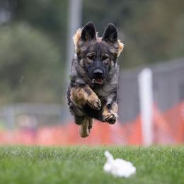 German Shepherds from Alisha Fitzpatrick