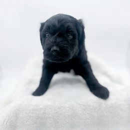 Cece Winans - Black female Goldendoodle puppy in North Carolina from Tuxedo Mountain Doodles