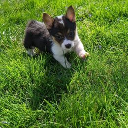 Pembroke Welsh Corgi Puppies from Rose Water Corgis