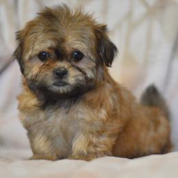 Flurry - Brown female Shichon puppy in Delta, Colorado from PTK Ranch