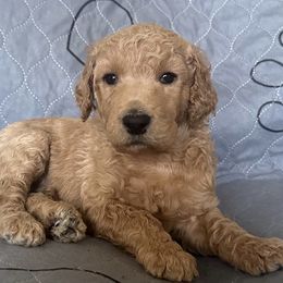 Poodles from K & A Standard Poodles