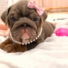 Lilac and tan - Lilac tri-color female Bulldog puppy in Frankfort, Kansas from Diamond In The Ruff