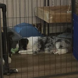 Goose - Blue merle male Miniature American Shepherd puppy in Vancouver, Washington from BonDrew's Miniature American Shepherds