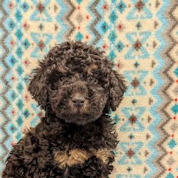 Aussiedoodle, Australian Shepherd, Bernedoodle, Cockapoo, and Poodle Puppies from Sis' Doodles & Poodles