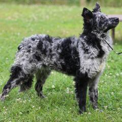 Greenbrier's Come with us to Candy Mountain-Charlie - Black merle female Mudi puppy in Gatlinburg, Tennessee from Greenbrier