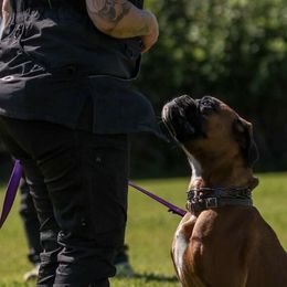 Boxers from Spicchio d'Aglio Boxers