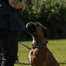 Boxers from Spicchio d'Aglio Boxers