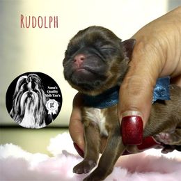 Rudolph - Red and tan male Shih Tzu puppy in Sacramento, California from NANA’S  QUALITY SHIH TZU'S