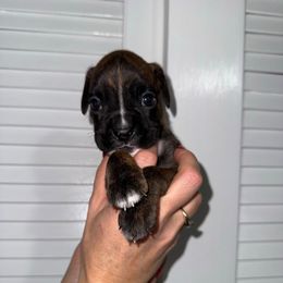 Gisele - Brindle female Boxer puppy in Jamesville, New York from Reynolds Homestead Boxers