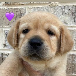 Purple collar - Yellow female Labrador Retriever puppy in Clinton, Tennessee from Summer Rose