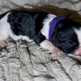 Purple collar - Black and white female Cavapoo puppy in Redding, California from Lipscomb Doodles