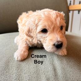 White Boy - Cream male Goldendoodle puppy in Colorado Springs, Colorado from Pikes Peak Doodles