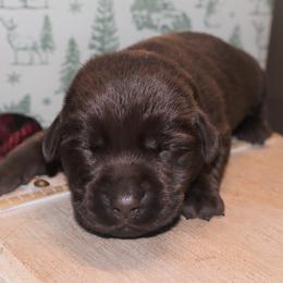 Mittens - Chocolate female Labrador Retriever puppy in Camden, Indiana from Camden's Caring Canines