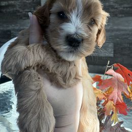 Peaches - Red female Cavapoo puppy in Osseo, Michigan from Smiths Fluffy butts