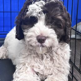 Portugal - Parti female Labradoodle puppy in Manchaca, Texas from Heartrock Labradoodles
