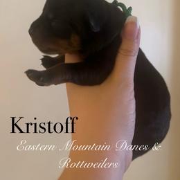 Kristoff - Black and mahogany male Rottweiler puppy in Hermon, Maine from Eastern Mountain Danes & Rottweilers