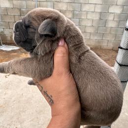Formentino Boy - Fawn male Cane Corso puppy in Compton, California from Urban League Cane Corso