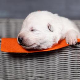 Orange - White male Berger Blanc Suisse puppy in Chestnut, Illinois from Fireside Fernweh