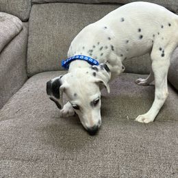 LUA Girl - Blue Paw Print collar - Dalmatian puppy from Tally Ho Dalmatians