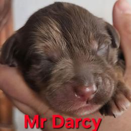 Mr Darcy- Jane Austen litter - Merle male Labradoodle puppy in Phelan, California from Family Doodles