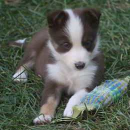 Border Collie, English Setter, and Miniature American Shepherd Puppies from First Harmony Farms