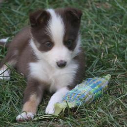 Border Collie, English Setter, and Miniature American Shepherd Puppies from First Harmony Farms