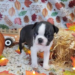 F1 - Black brindle and white female Boston Terrier puppy in Wilson, North Carolina from Chrysco Boston Terriers