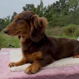 Tiny - Dachshund