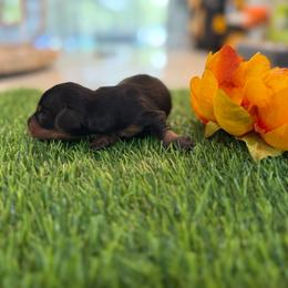 Longhair Boy 3500 - Black and tan male Dachshund puppy in Apopka, Florida from The HotDog Stand