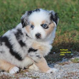 Phee - Blue merle female Miniature American Shepherd puppy in Hillsdale, Michigan from Faithwalk Aussies and Mini American Shepherds