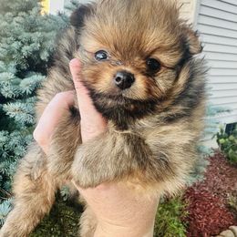 Chopper - Orange sable male Pomeranian puppy in Waterloo, Indiana from Garcias Pomeranian