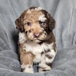 Kerosene - Merle male Sheepadoodle puppy in Cleveland, Georgia from Jam's Doodles And Poodles
