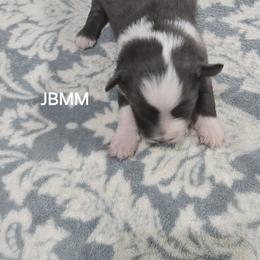 Jb1 - Blue merle male Miniature Australian Shepherd puppy in Bend, Oregon from Badlands Toy and Mini Aussies