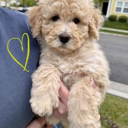 Bernedoodle, Cavalier King Charles Spaniel, and Poodle Puppies from Ellas.Pups (Bernedoodles & Cavapoos)
