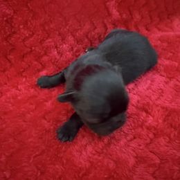 Dorothy - Black female Pekingese puppy in Mabank, Texas from Peke Lovers of Texas