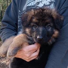 German Shepherd puppies from Sundance Shepherds