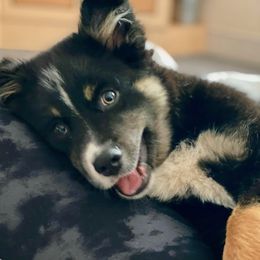 Miniature Australian Shepherd Puppies from Dusty Dogs Miniature Australian Shepherds