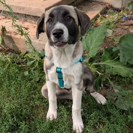 Girl 4 - Fawn female Anatolian Pyrenees puppy in Marysville, Ohio from Brotherton Family Farms