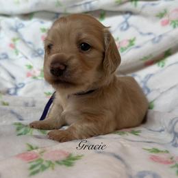Gracie - Cream female Dachshund puppy in Janesville, California from Elysian Creek Doxies