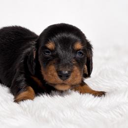 Poppy - Black and tan female Dachshund puppy in Farmington, Missouri from Eva Leas Pups