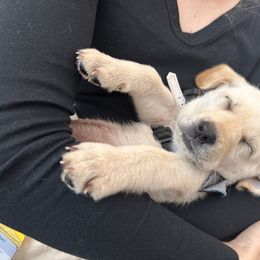 White - Yellow Labrador Retriever puppy in Orangevale, California from Willow Kane Farm Labrador Retrievers