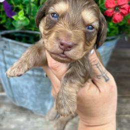 Boy one - Chocolate and cream male Dachshund puppy in Payette, Idaho from NT Mini Doxies